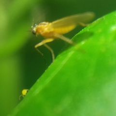 Lonchoptera