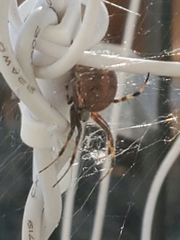 Neoscona oaxacensis