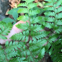 Davallia divaricata