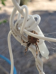 Neoscona oaxacensis