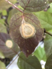 Parallelodiplosis subtruncata