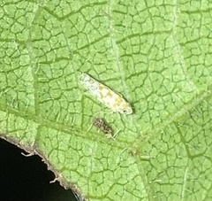 Protalebra nexa