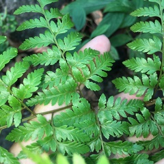 Davallia divaricata
