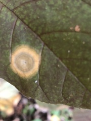 Parallelodiplosis subtruncata