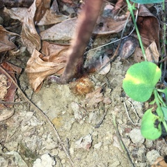 Davallia divaricata