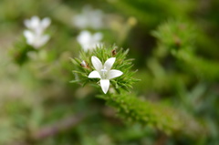Wahlenbergia calcarea