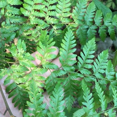 Davallia divaricata