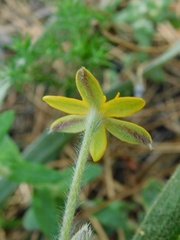 Hypoxis villosa