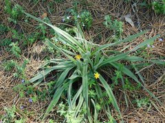Hypoxis villosa