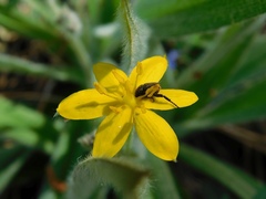 Hypoxis villosa