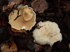 Clitocybe phyllophila