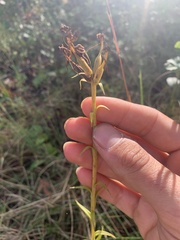 Platanthera integrilabia