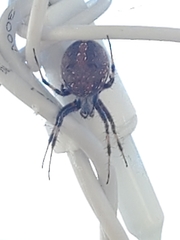 Neoscona oaxacensis
