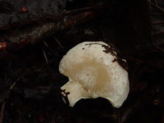 Clitocybe phyllophila
