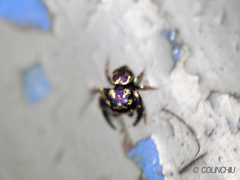 Simaethina
