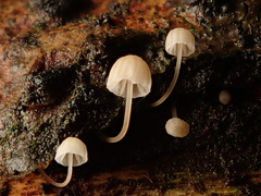 Mycena mirata