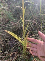 Platanthera integrilabia