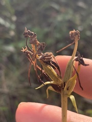 Platanthera integrilabia