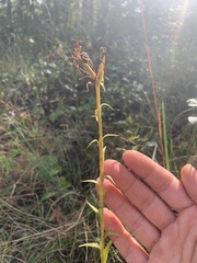 Platanthera integrilabia