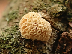Dichomitus campestris