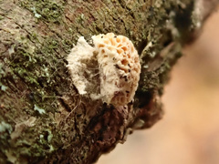 Dichomitus campestris