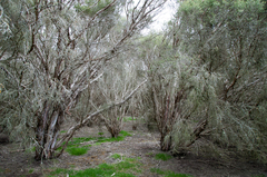 Melaleuca uncinata