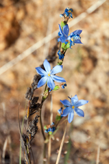 Orthrosanthus multiflorus