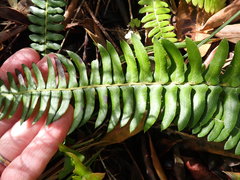 Blechnum punctulatum punctulatum