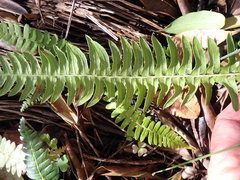 Blechnum punctulatum punctulatum