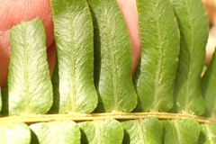 Blechnum punctulatum punctulatum