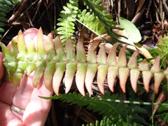 Blechnum punctulatum punctulatum