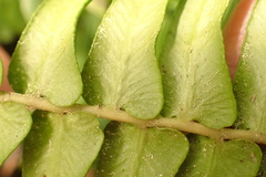 Blechnum punctulatum punctulatum