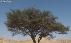 Vachellia tortilis raddiana
