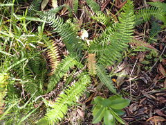 Blechnum punctulatum punctulatum