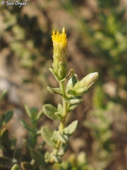 Chiliadenus iphionoides