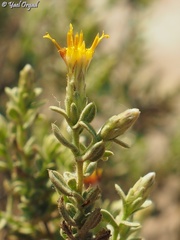 Chiliadenus iphionoides