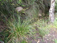 Carex lancea