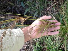 Carex lancea