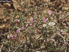 Limonium pruinosum