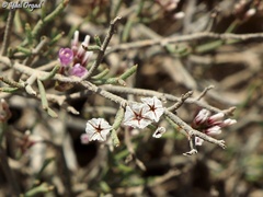 Limonium pruinosum