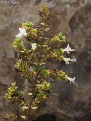 Origanum dayi