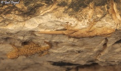 Ptyodactylus guttatus
