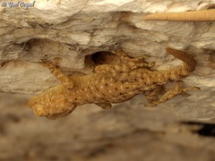 Ptyodactylus guttatus