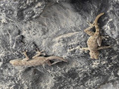 Ptyodactylus guttatus