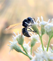 Pachodynerus guadulpensis