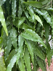 Polyalthia