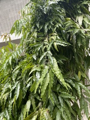Polyalthia