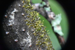 Frullania bolanderi
