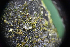 Frullania bolanderi