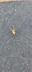 Araneae